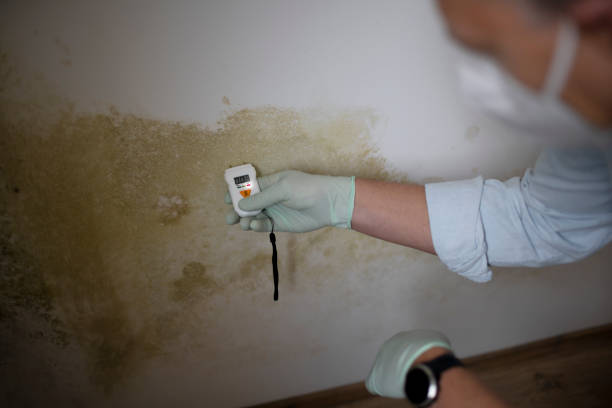 Best Mold Removal Process  in Rochester, WI