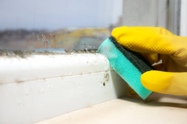 Certified Mold Removal in Rochester, WI