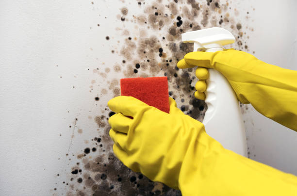 Best Mold Remediation  in Rochester, WI