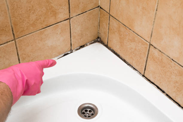 Crawl Space Mold Removal in Rochester, WI